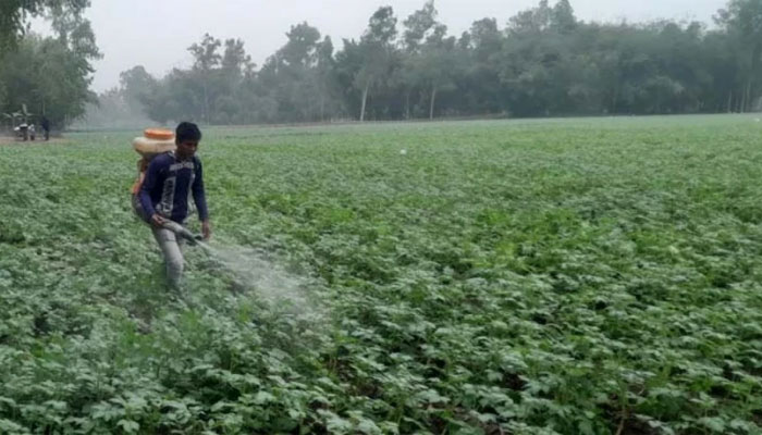 পঞ্চগড়ে তাপমাত্রার পারদ নেমেছে ৮ ডিগ্রিতে