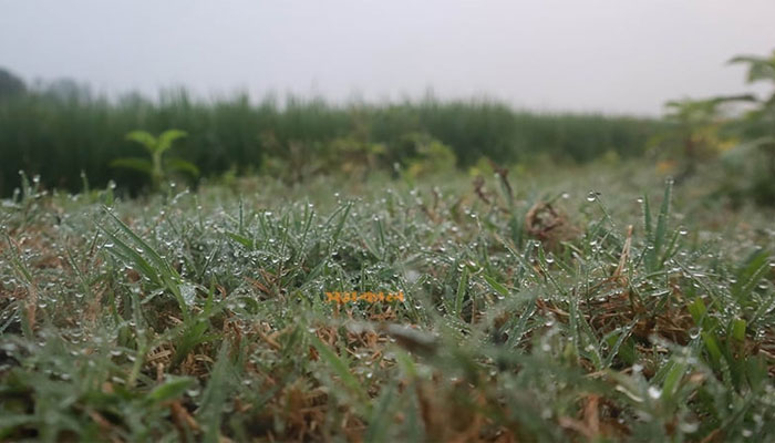 প্রকৃতিতে শীতের আগমনী বার্তা